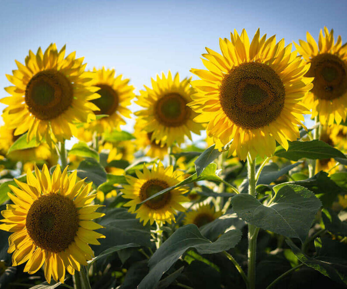 A sunny field of yellow and green sunflowers 