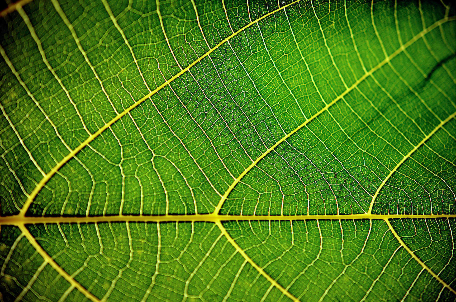 The underside of a green leaf
