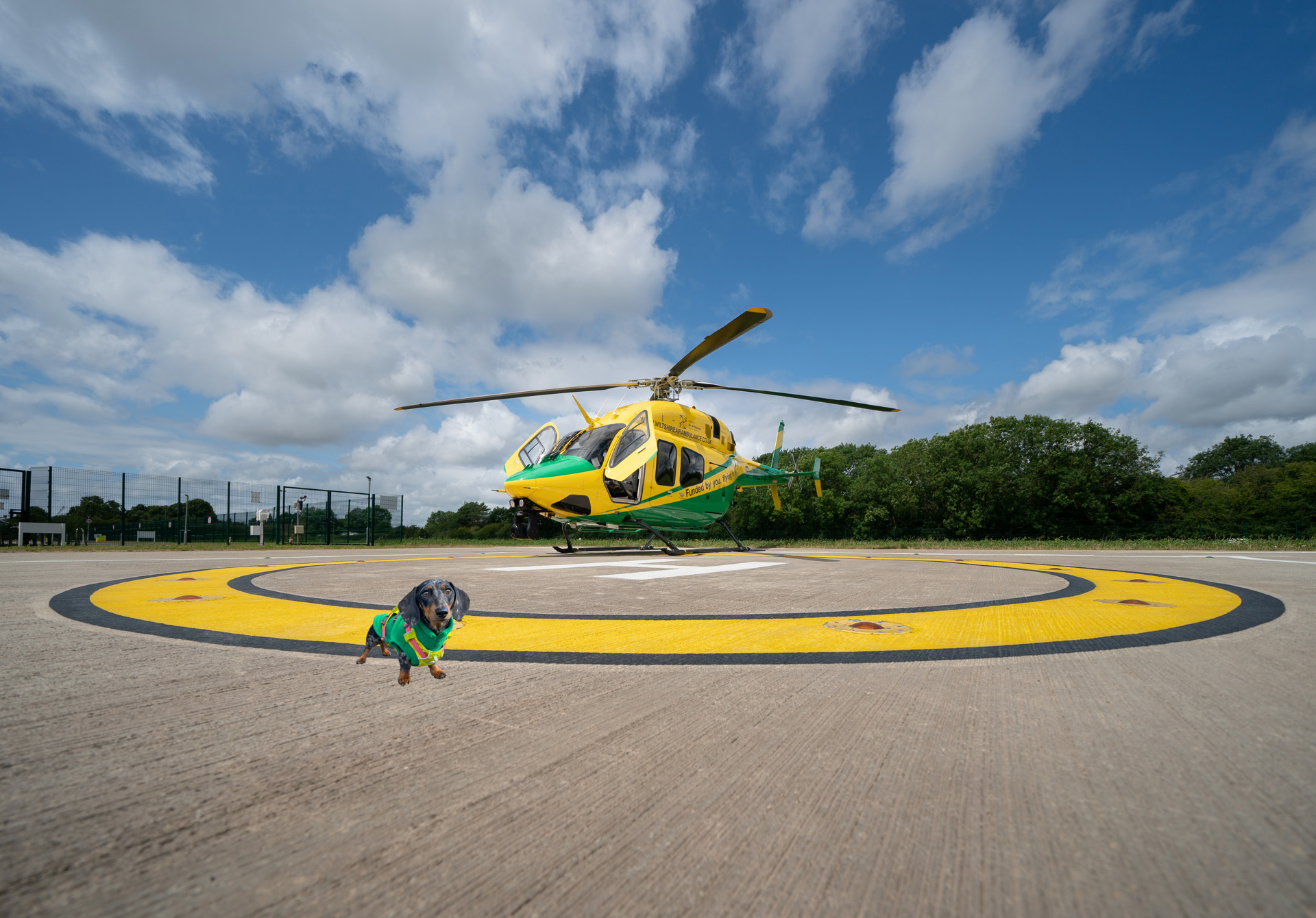 A small Dachshund photoshopped on the Wiltshire Air Ambulance helipad, with the yellow and green helicopter in the background